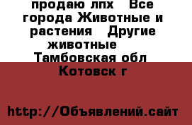 продаю лпх - Все города Животные и растения » Другие животные   . Тамбовская обл.,Котовск г.